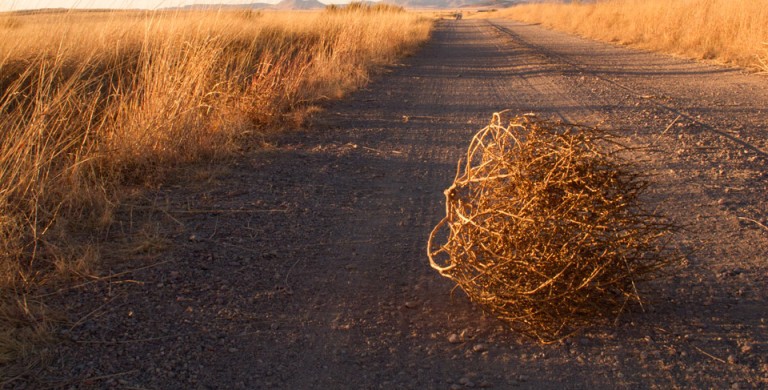 tumbleweed